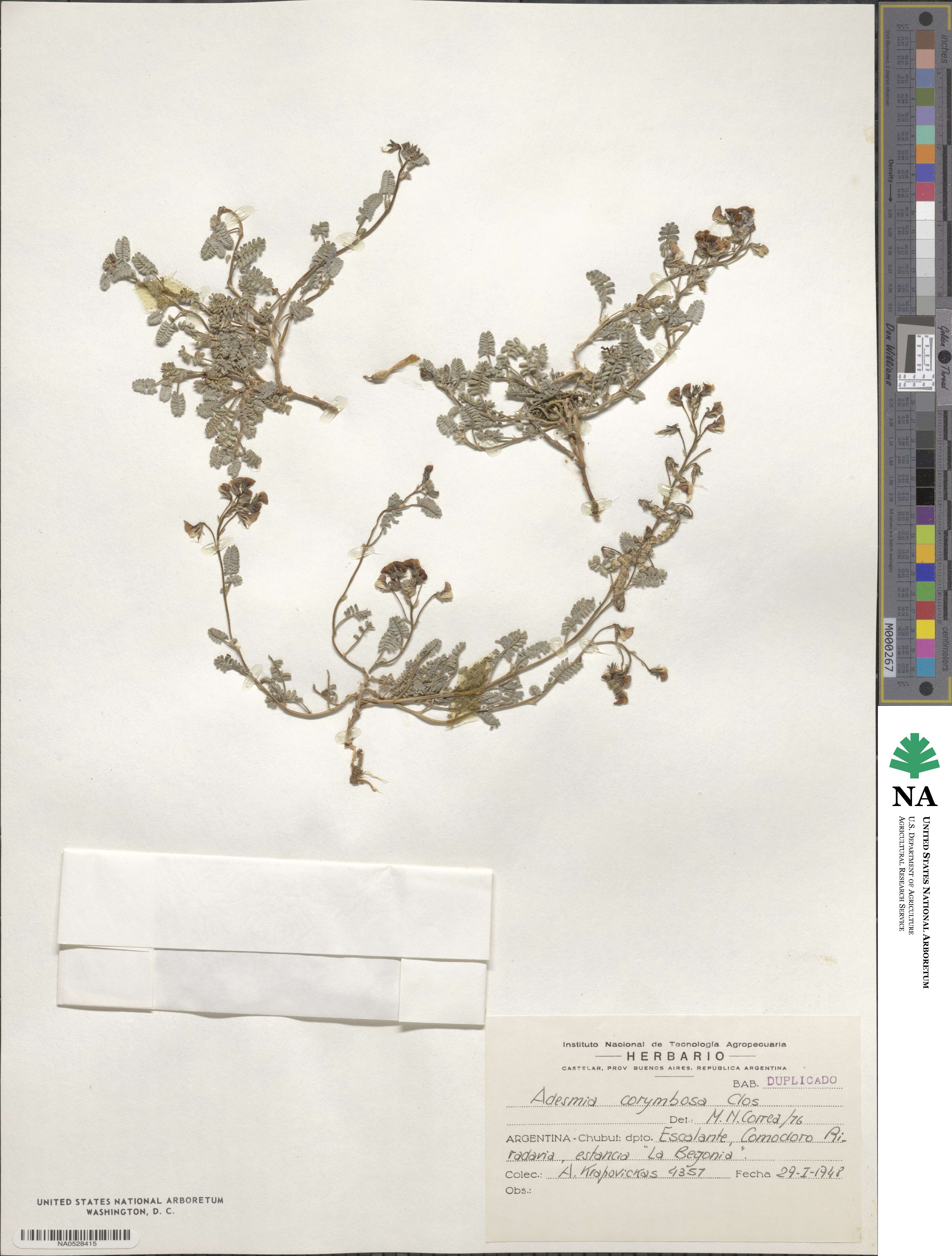 Adesmia corymbosa image