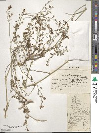 Adesmia papposa var. radicifolia image