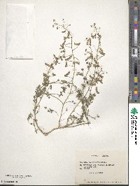 Adesmia parviflora image