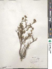 Adesmia parviflora image