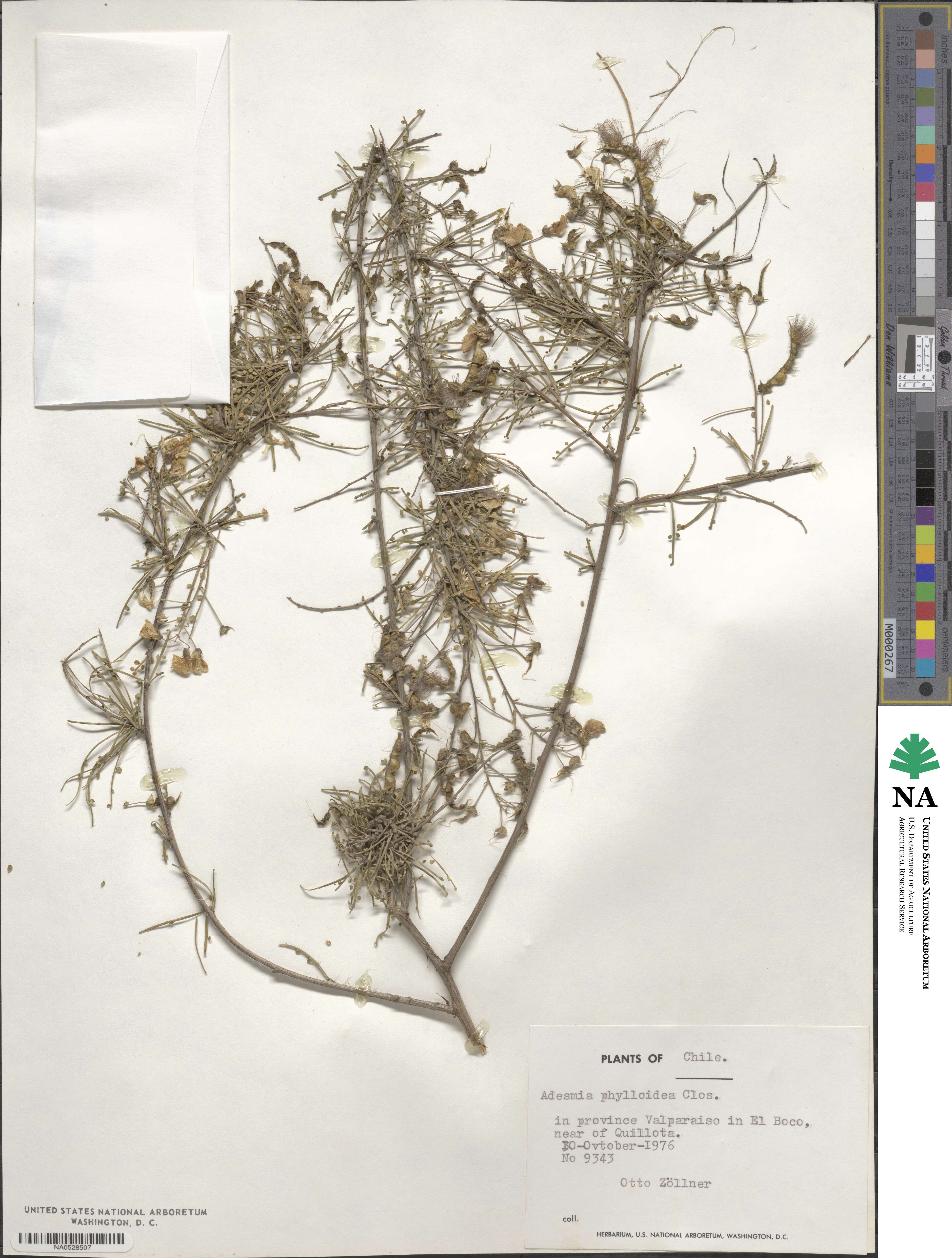 Adesmia phylloidea image