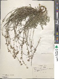 Adesmia papposa var. radicifolia image