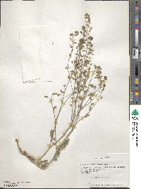 Adesmia papposa var. radicifolia image