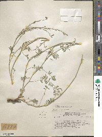 Adesmia papposa var. radicifolia image