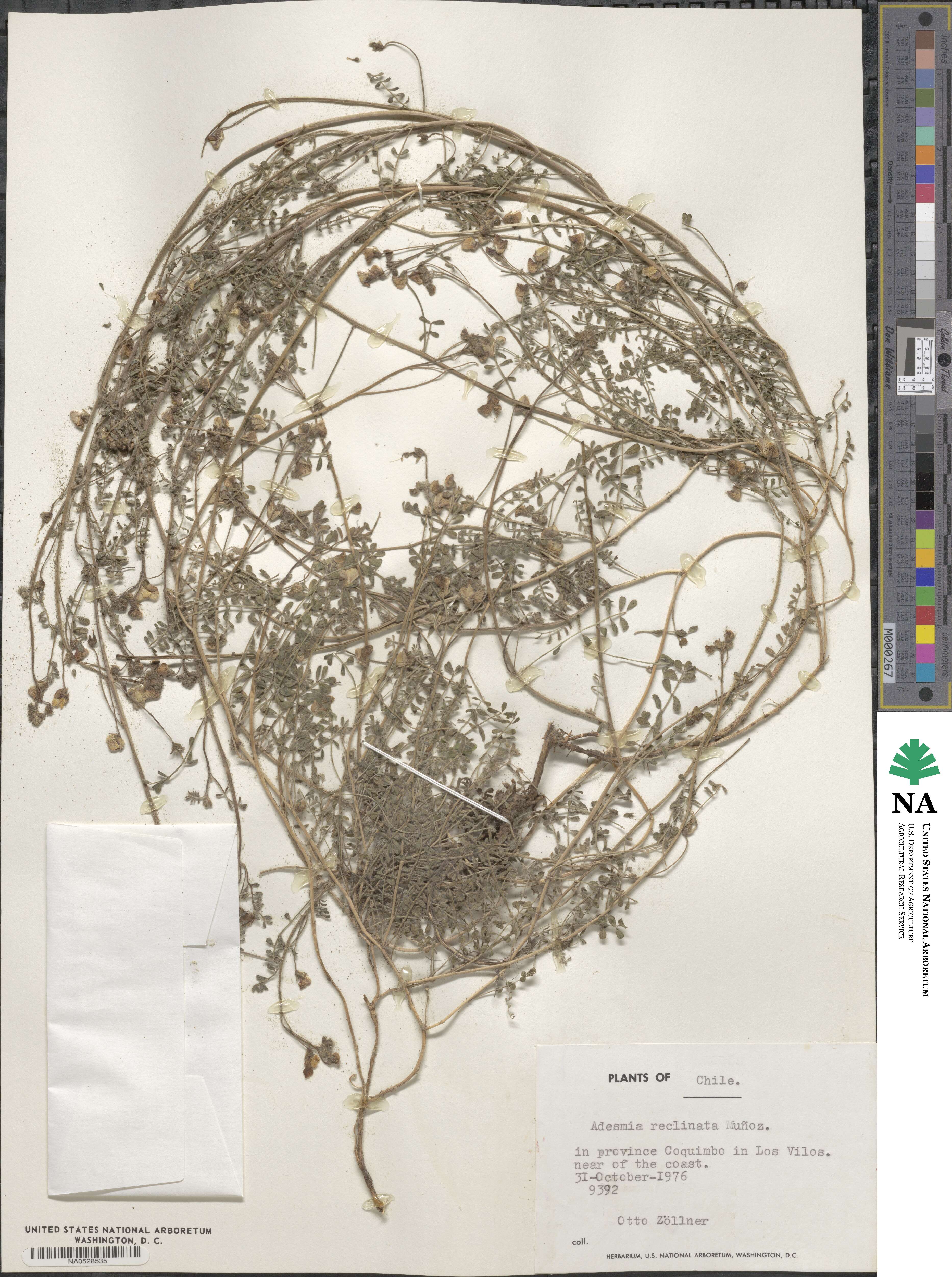 Adesmia reclinata image