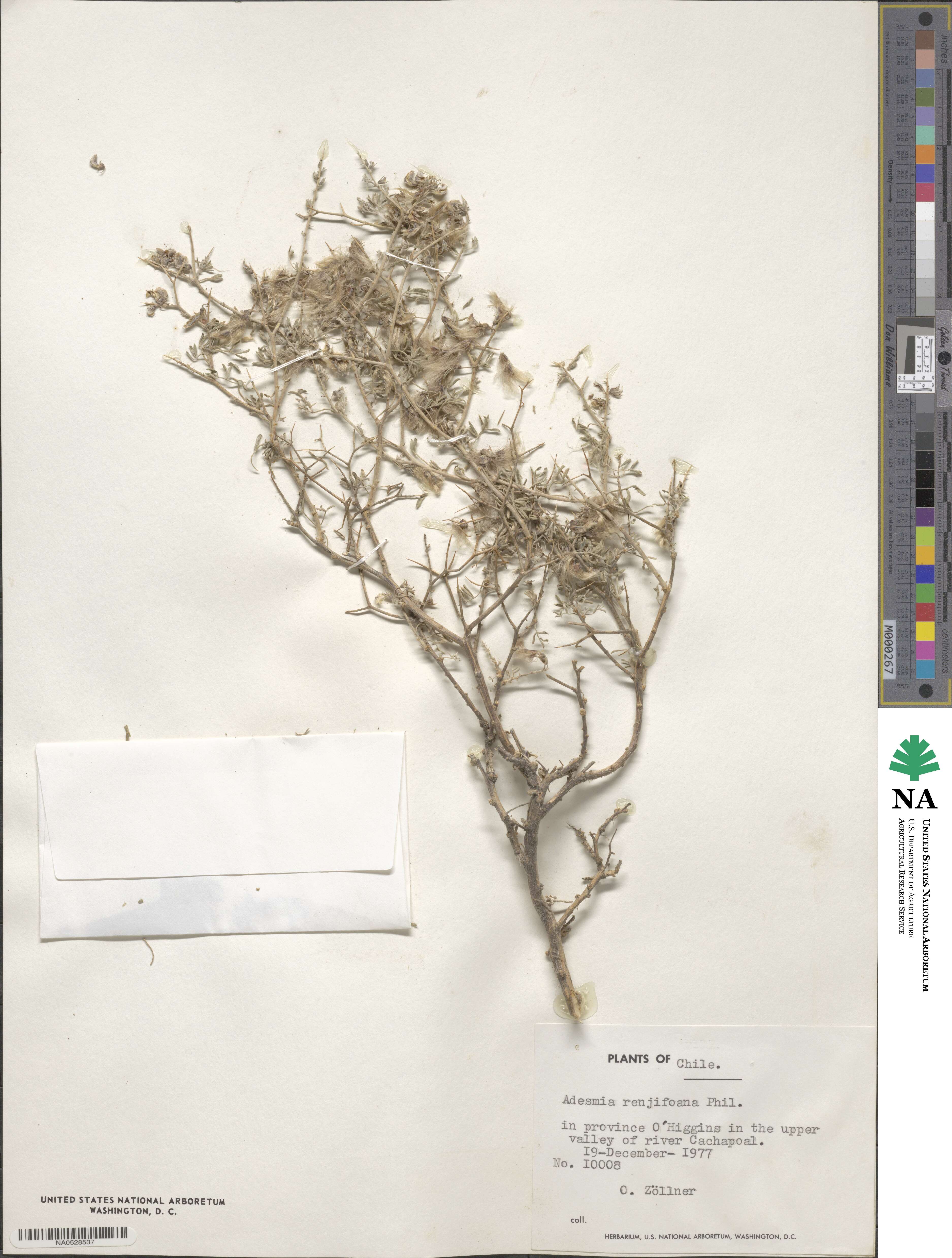 Adesmia renjifoana image