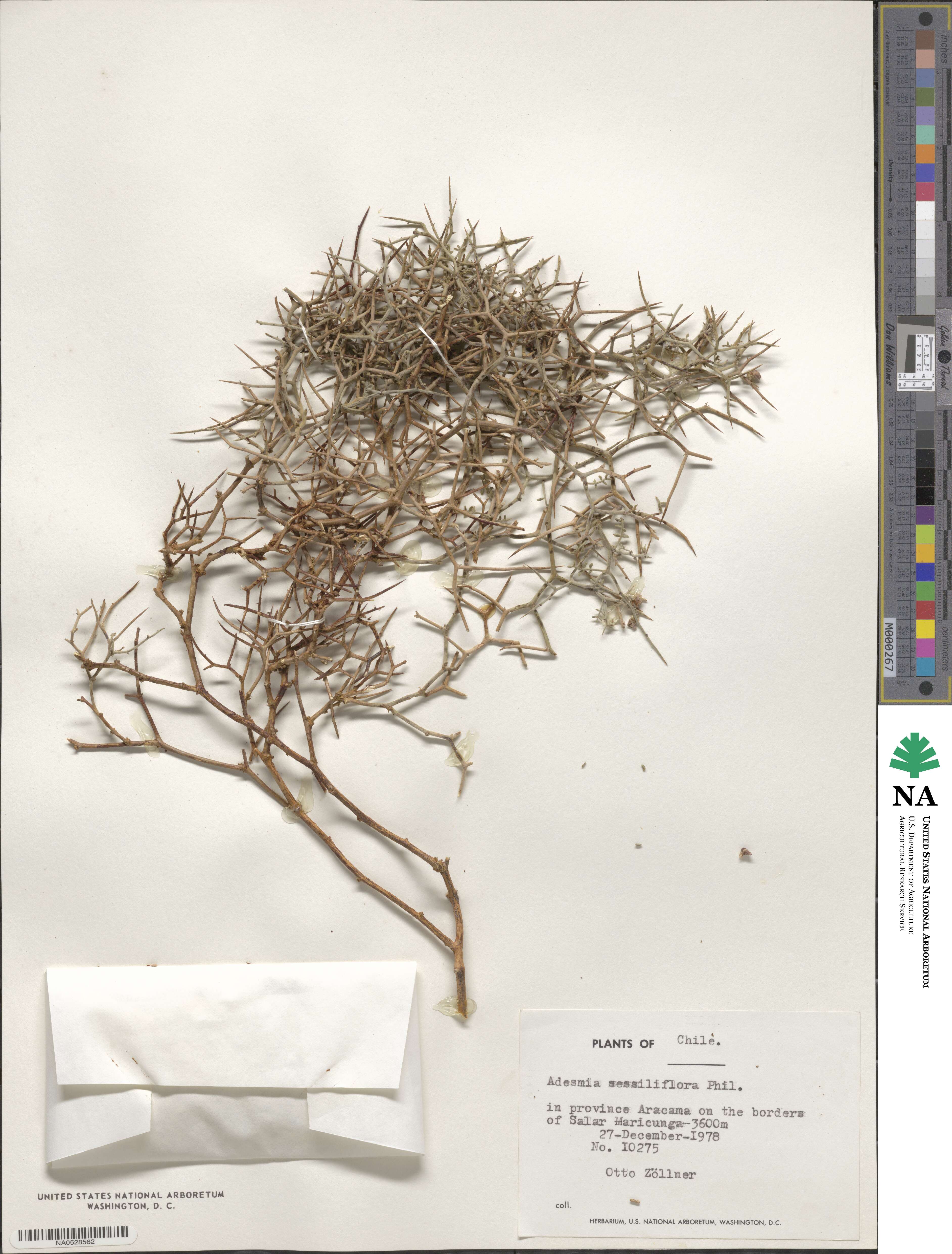 Adesmia sessiliflora image