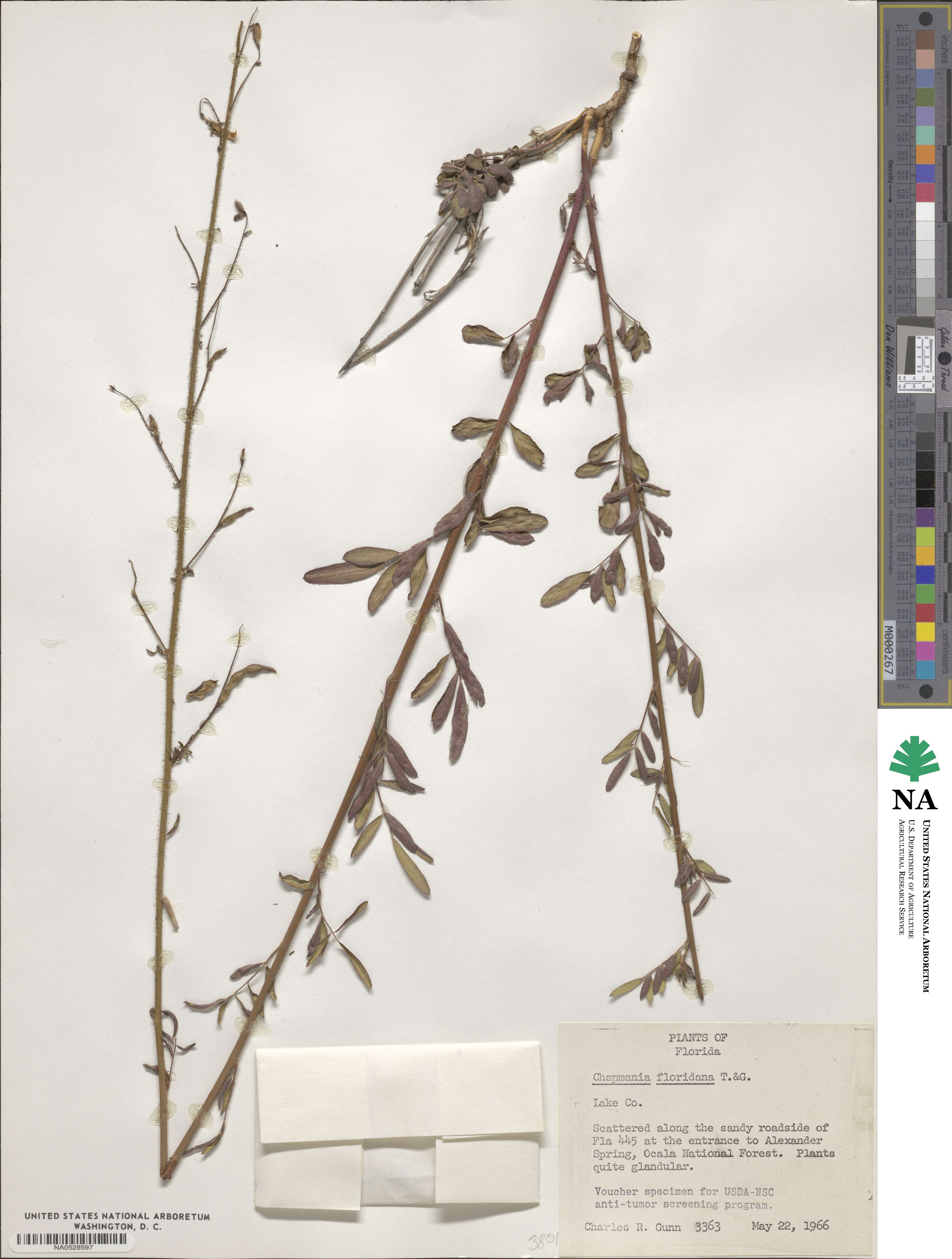 Chapmannia floridana image