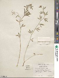 Stylosanthes biflora image