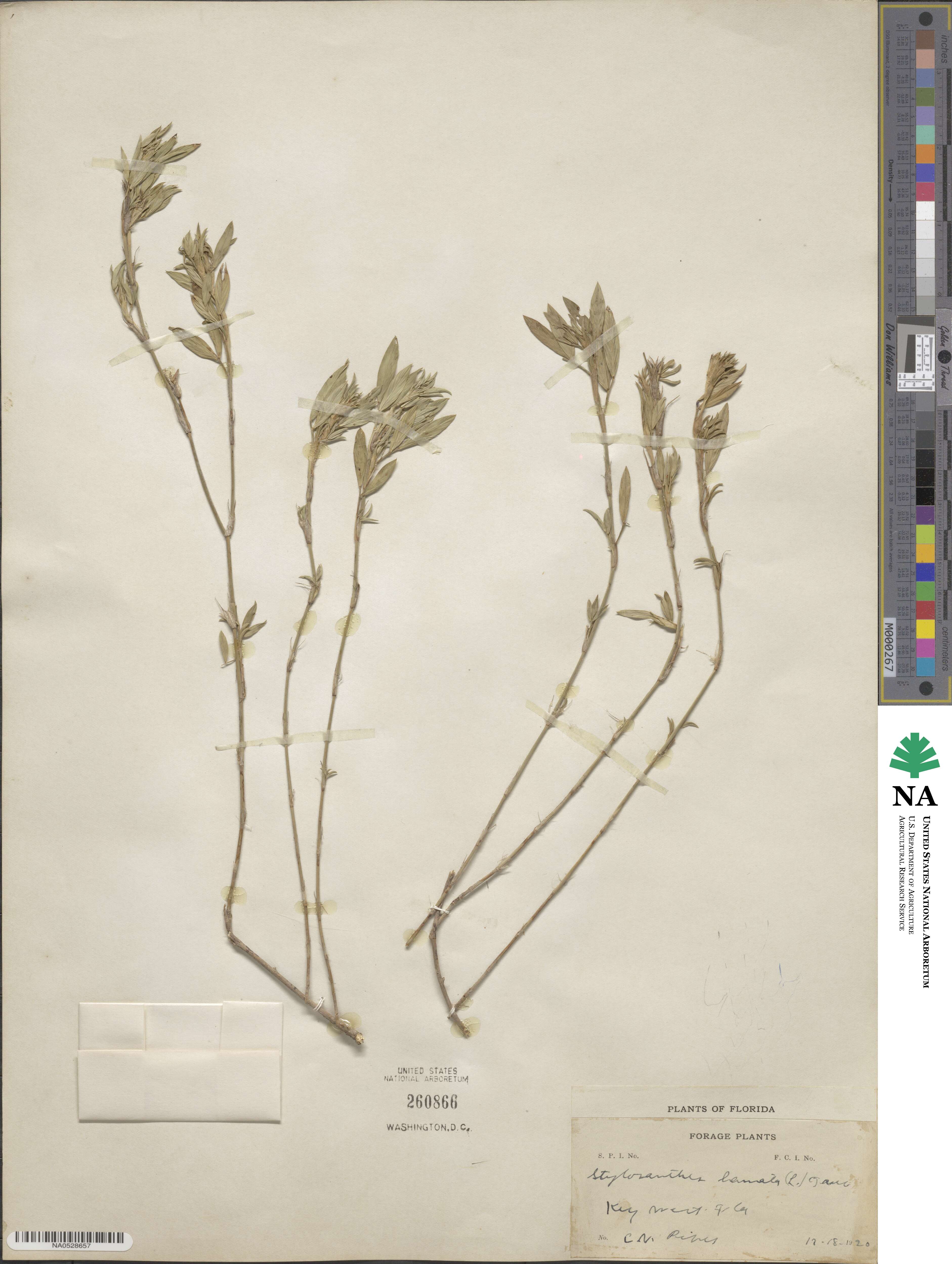 Stylosanthes hamata image