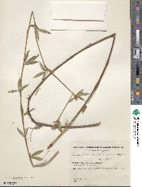 Stylosanthes guianensis var. gracilis image