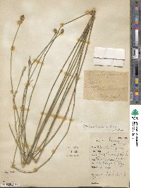 Stylosanthes montevidensis image