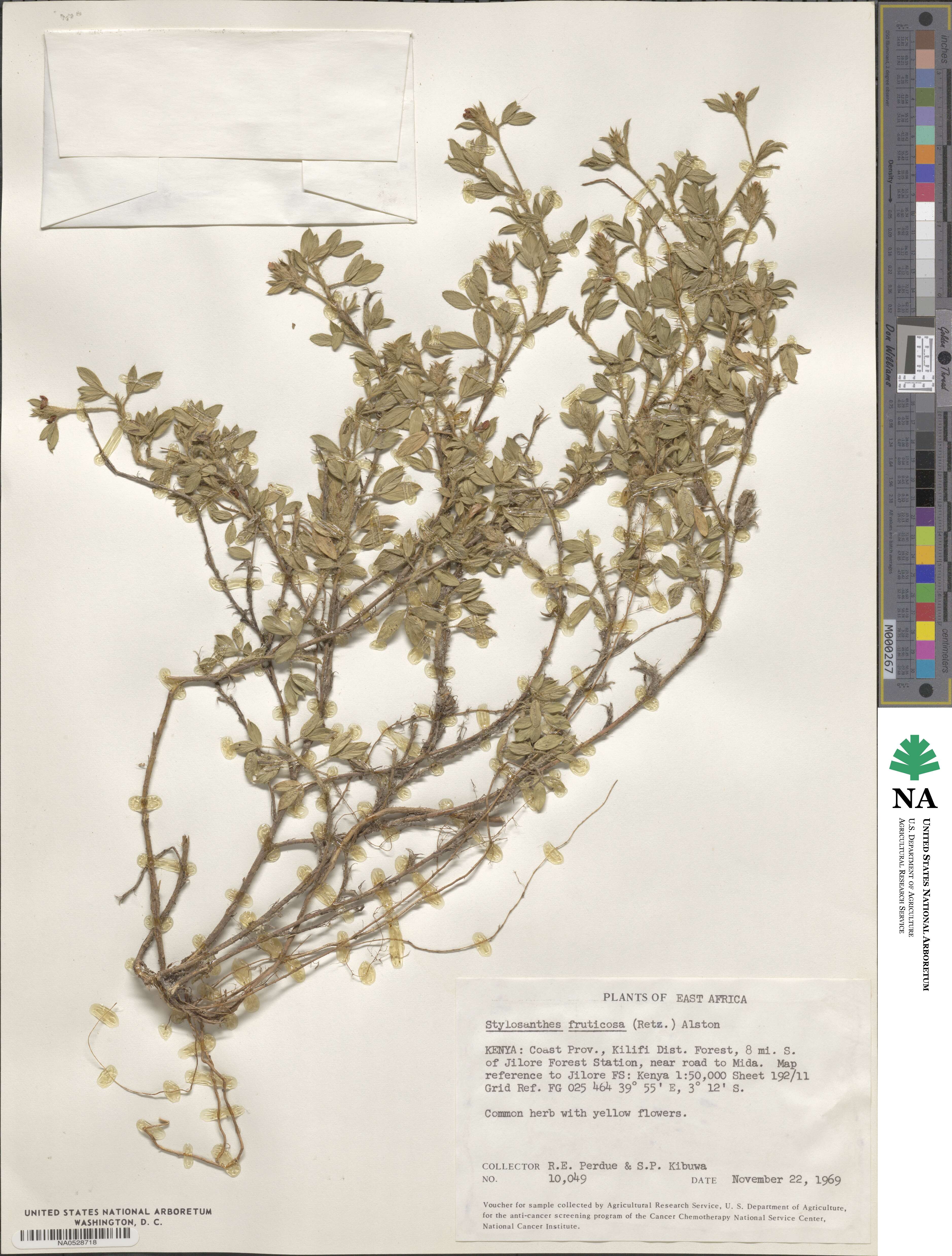 Stylosanthes fruticosa image