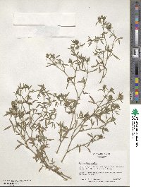 Stylosanthes humilis image