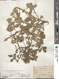 Arachis hypogaea image