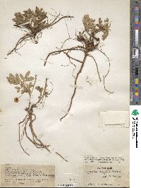 Arachis glabrata var. hagenbeckii image