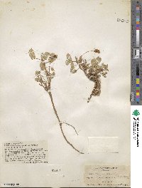 Arachis glabrata var. hagenbeckii image