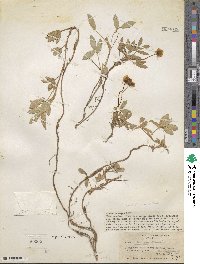 Arachis glabrata var. hagenbeckii image