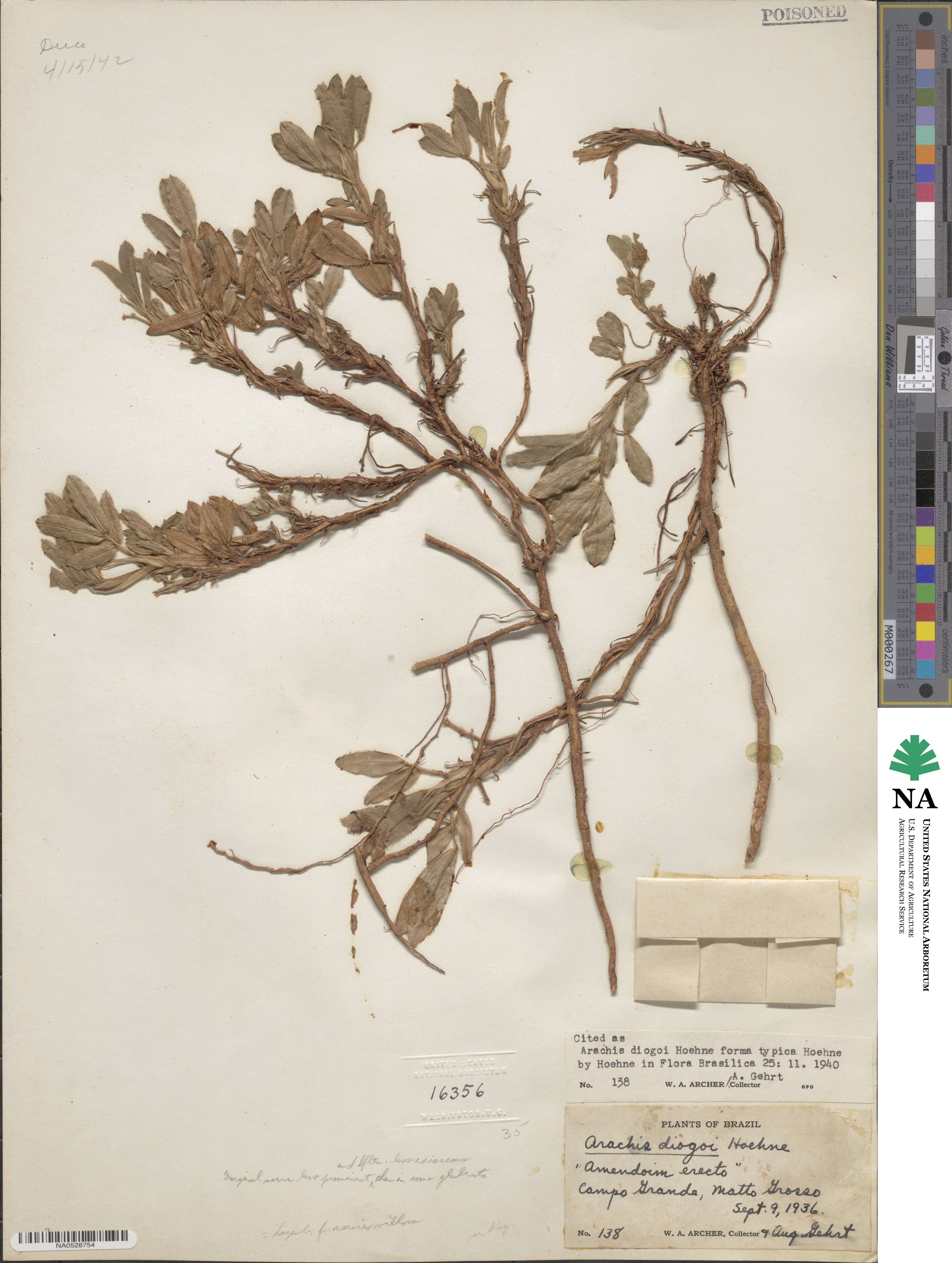 Arachis glabrata var. hagenbeckii image