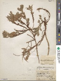 Arachis glabrata var. hagenbeckii image