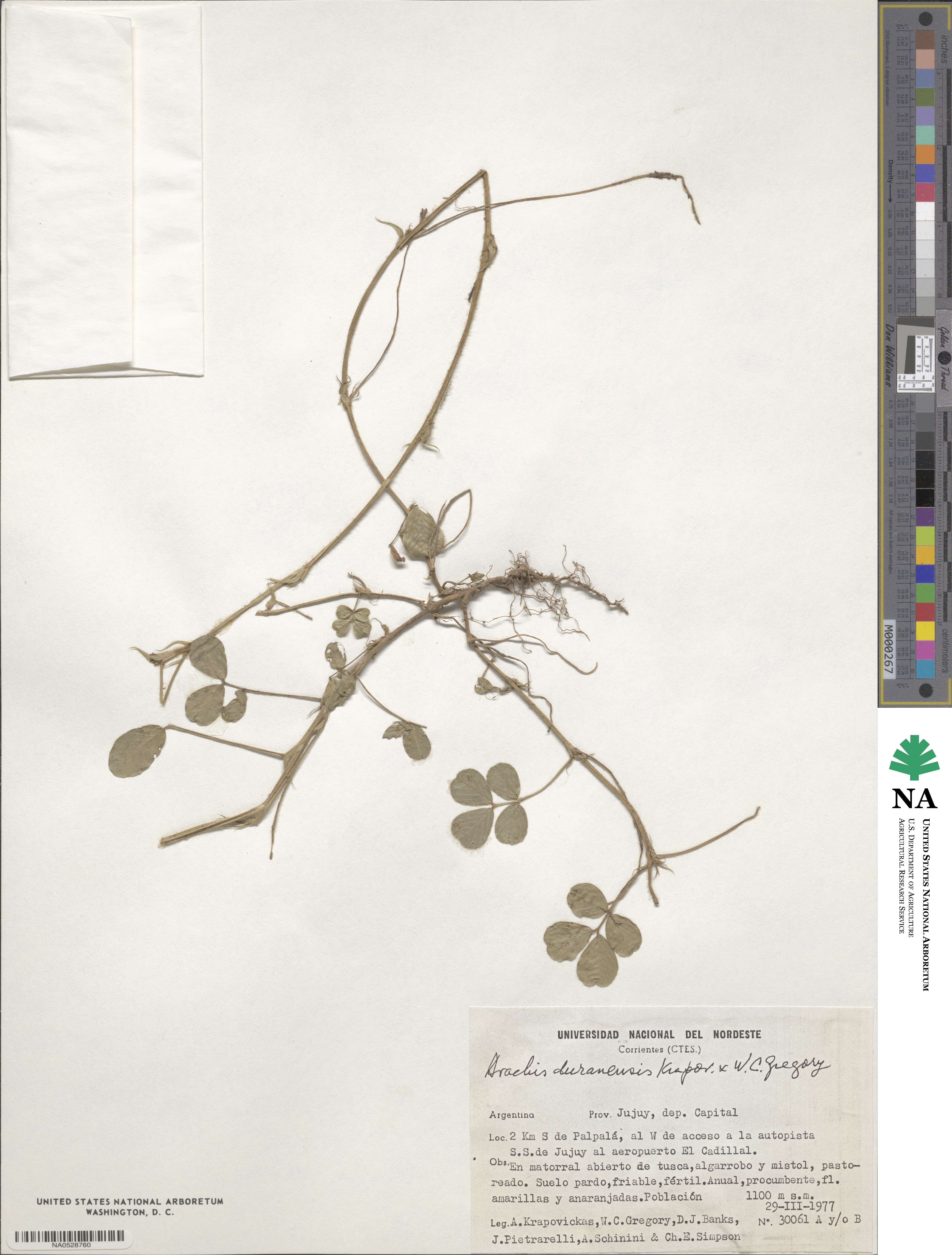 Arachis duranensis image