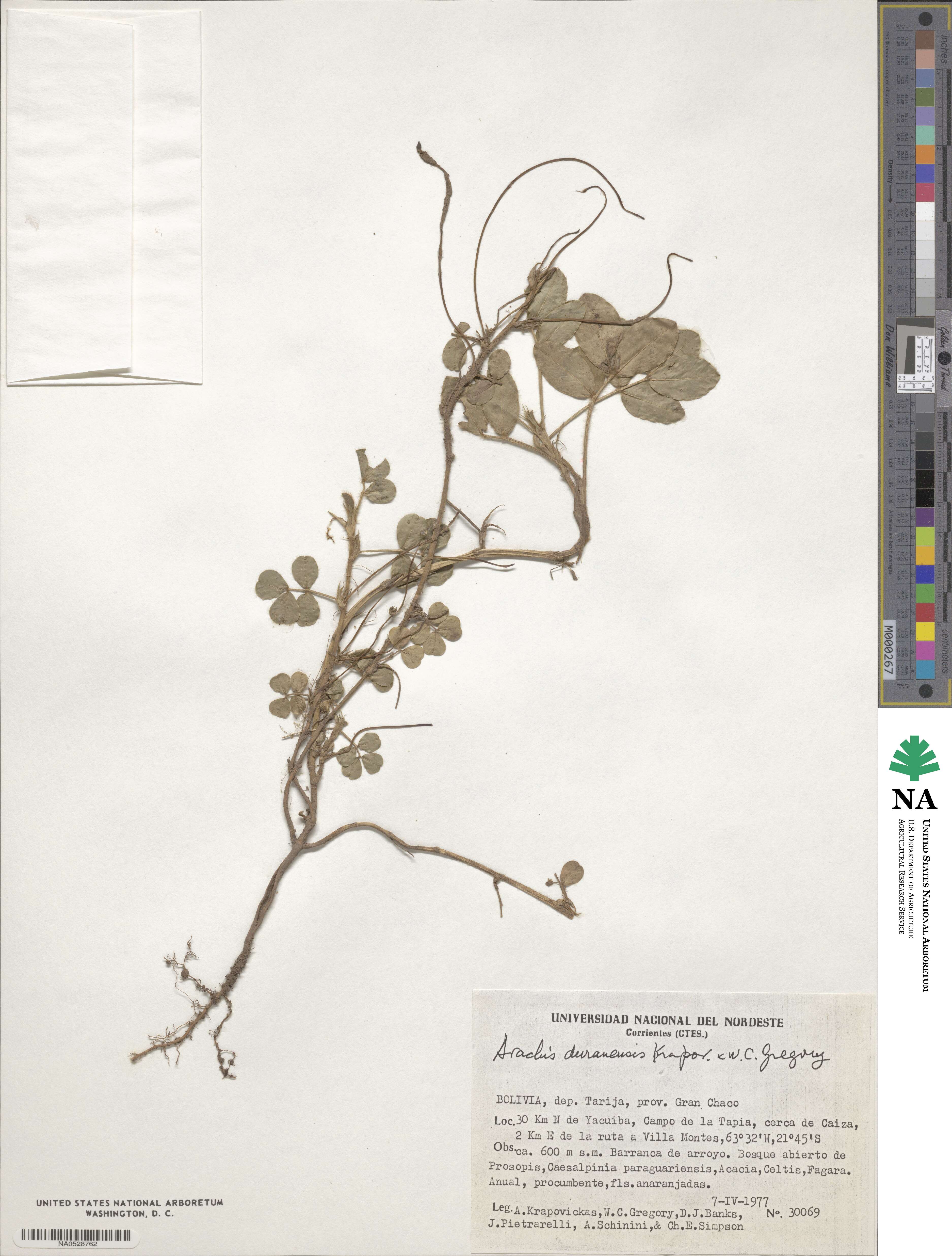 Arachis duranensis image