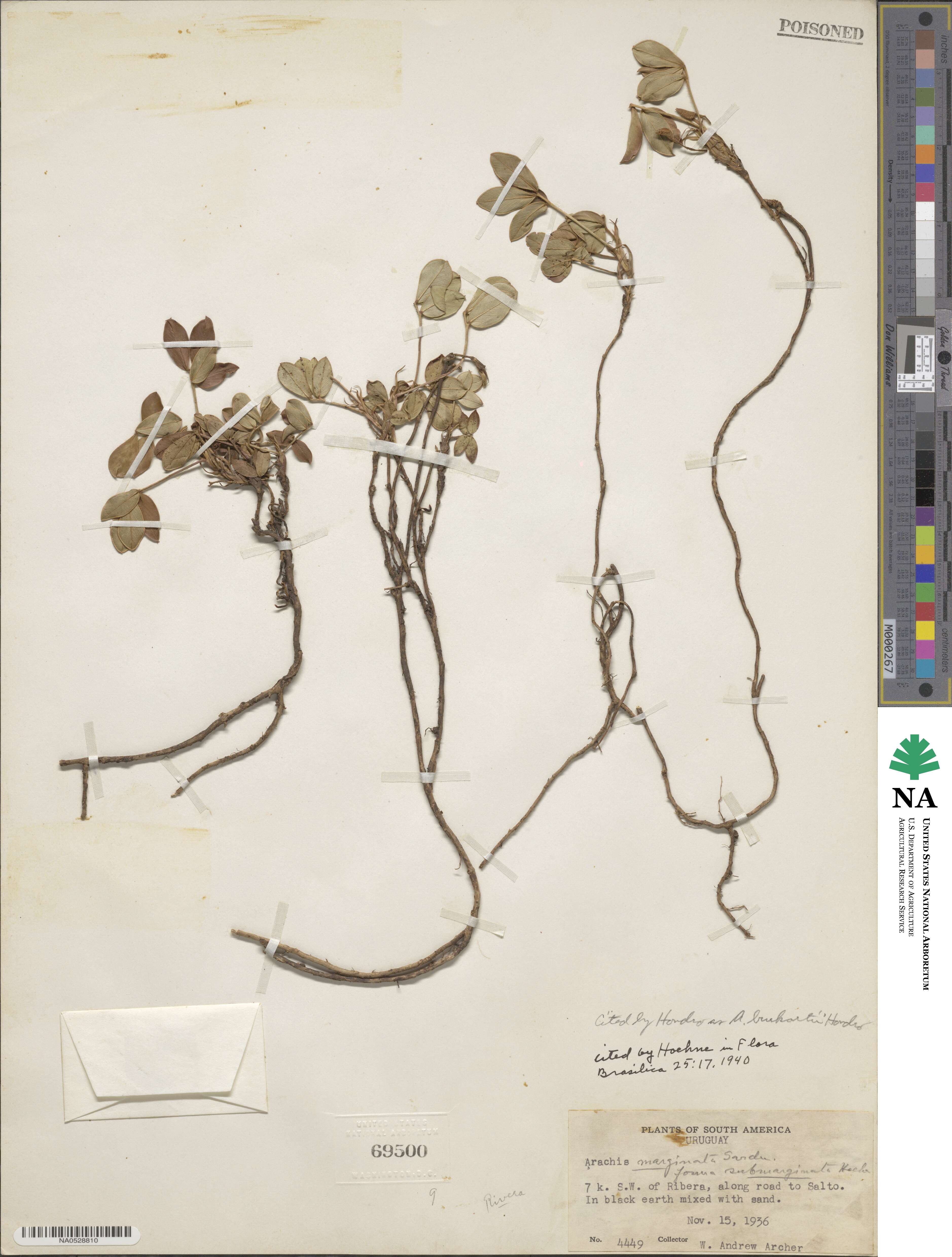 Arachis marginata image