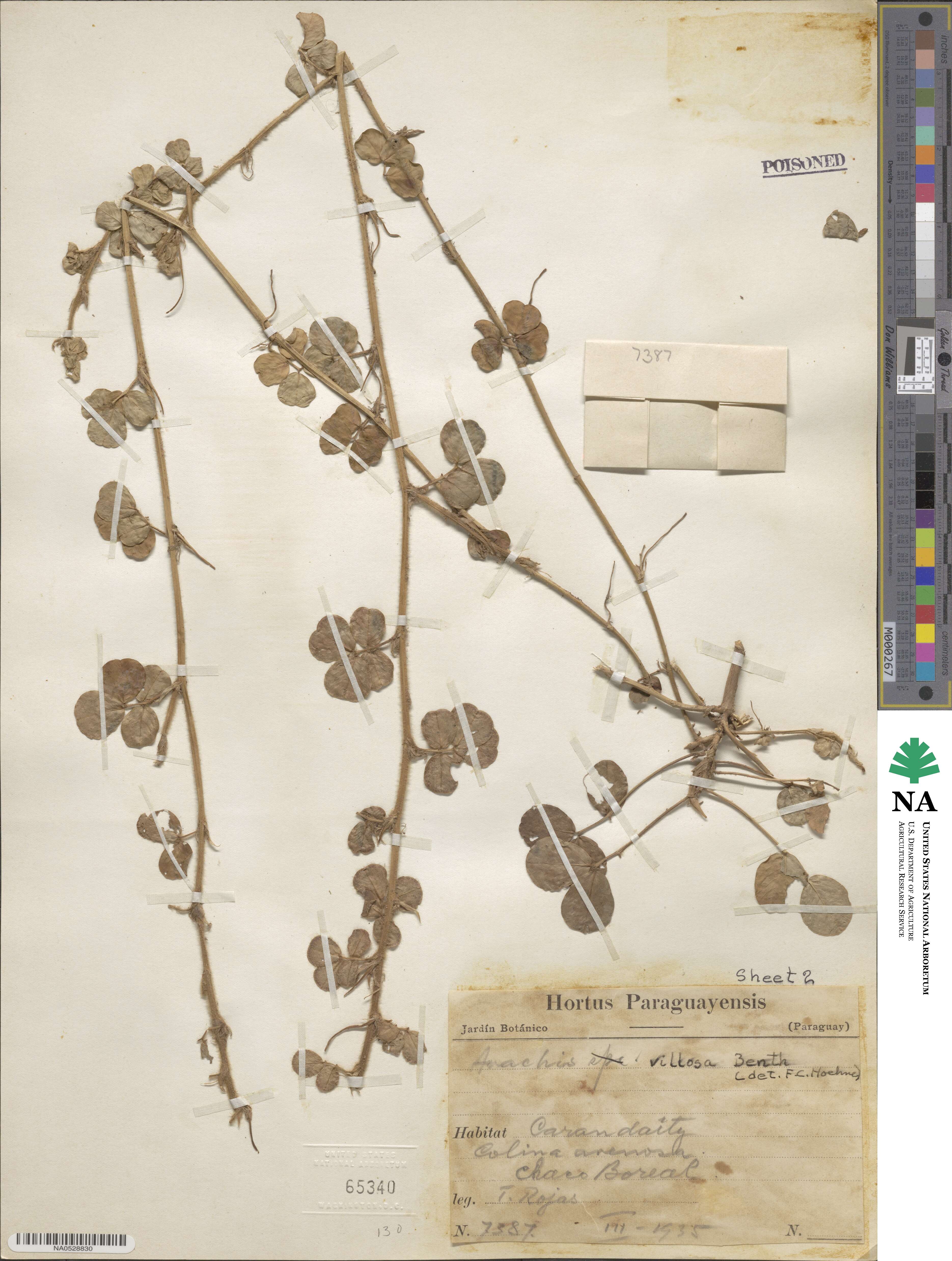 Arachis villosa image