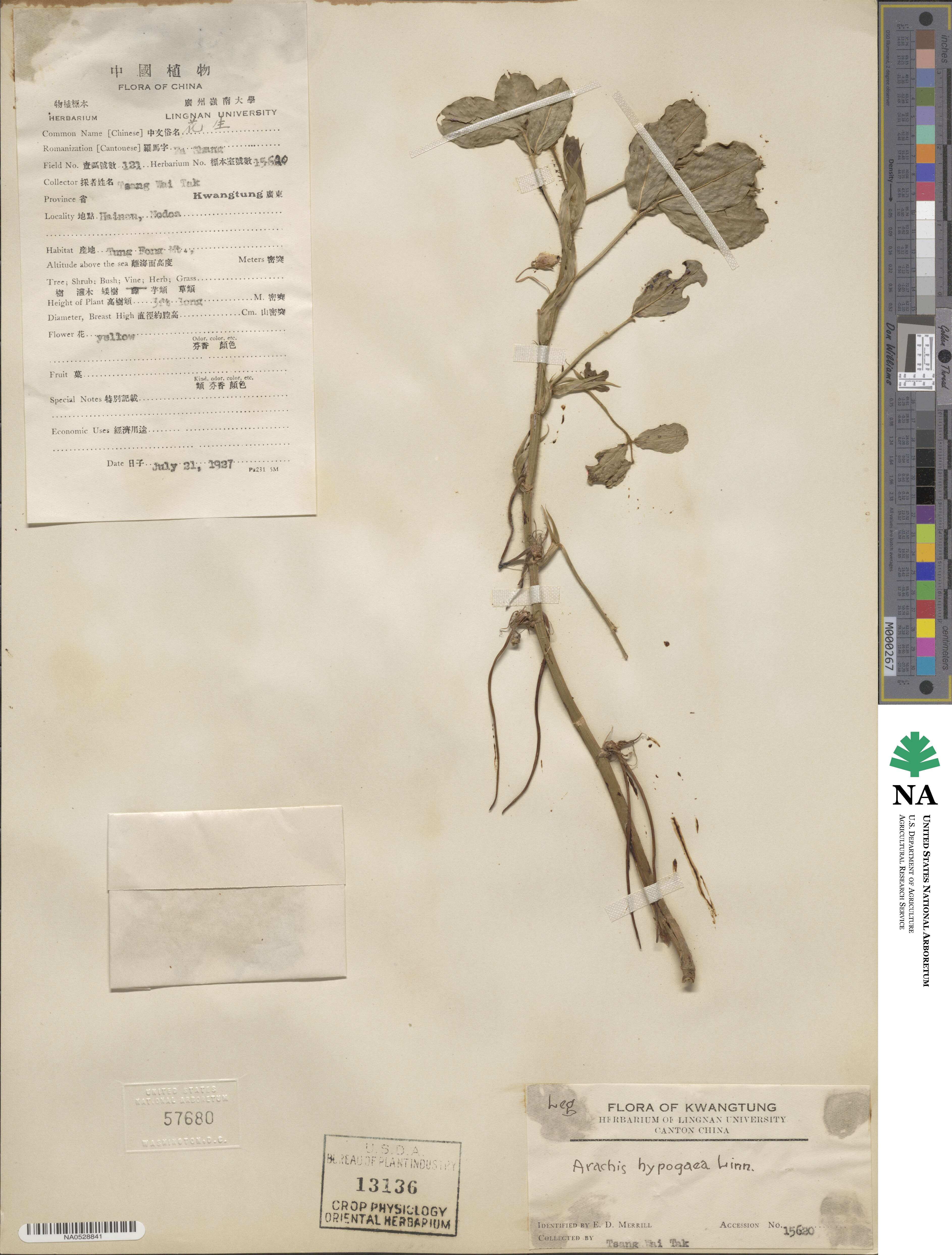 Arachis hypogaea image