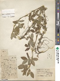 Arachis glabrata var. hagenbeckii image