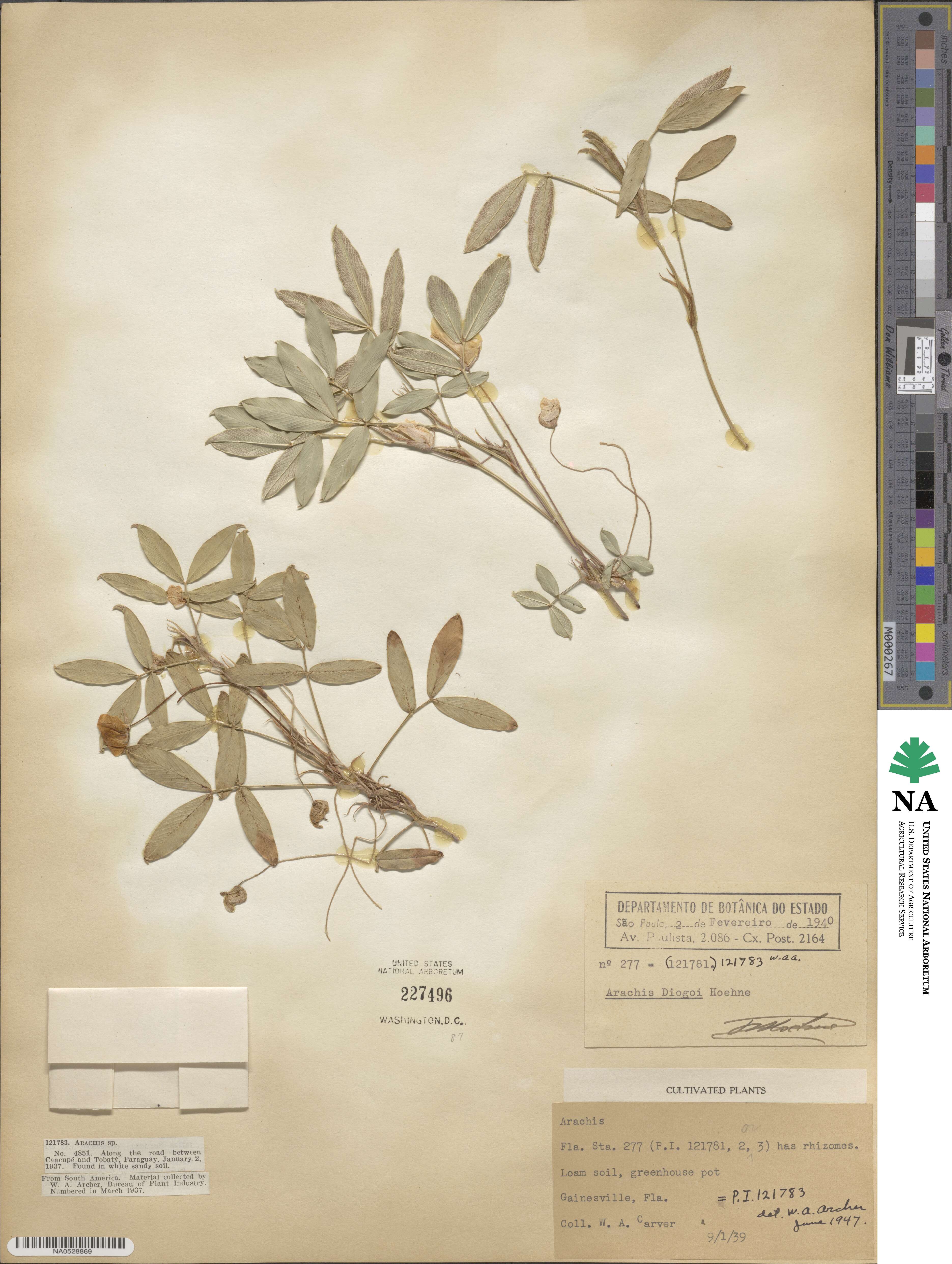 Arachis glabrata var. hagenbeckii image