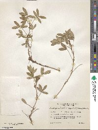 Arachis glabrata var. hagenbeckii image