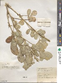 Arachis hypogaea image