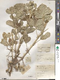 Arachis hypogaea image