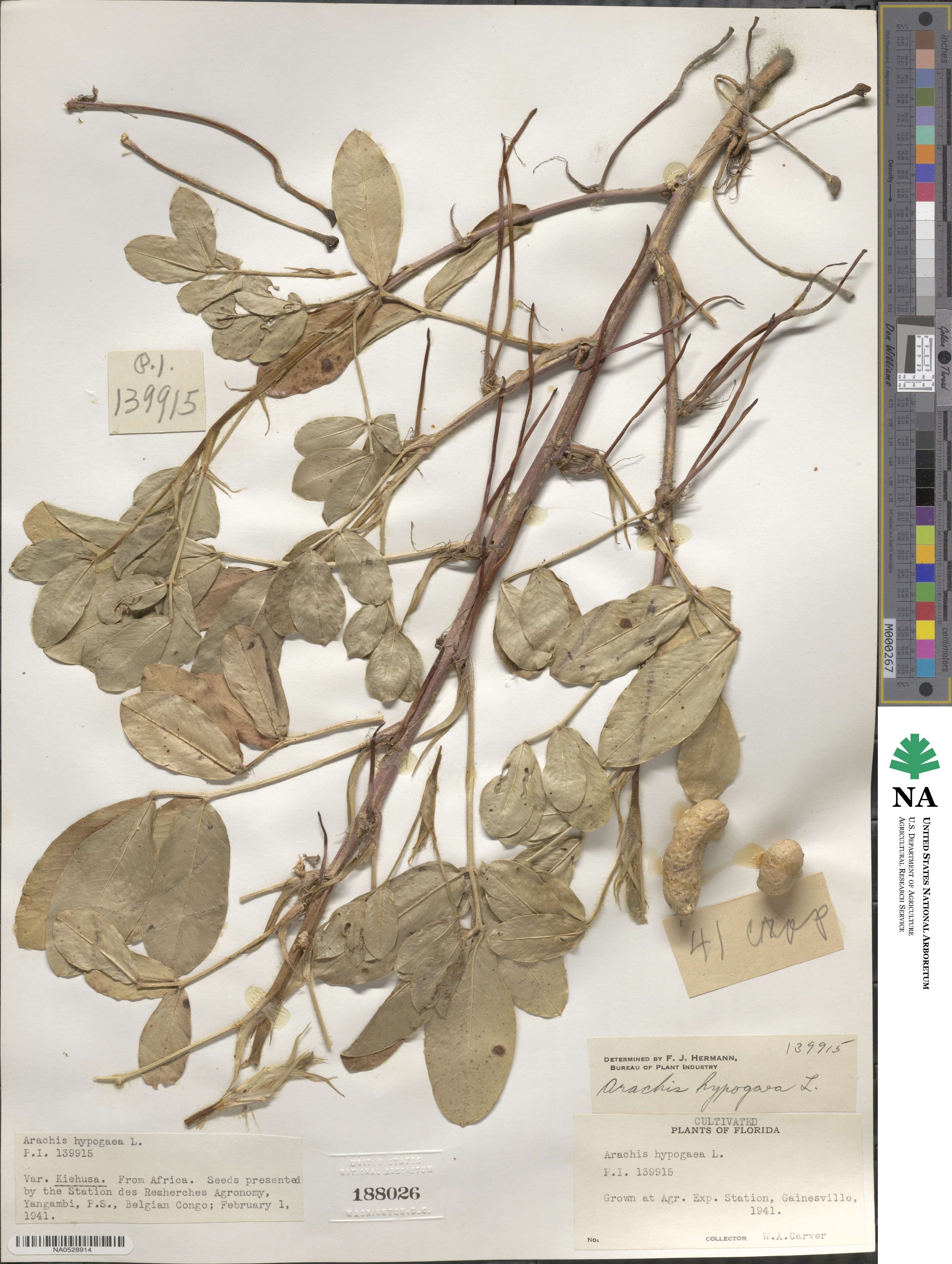Arachis hypogaea image
