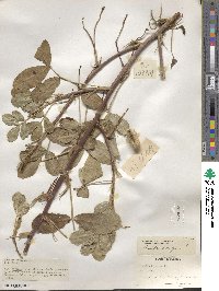 Arachis hypogaea image