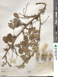 Arachis hypogaea image