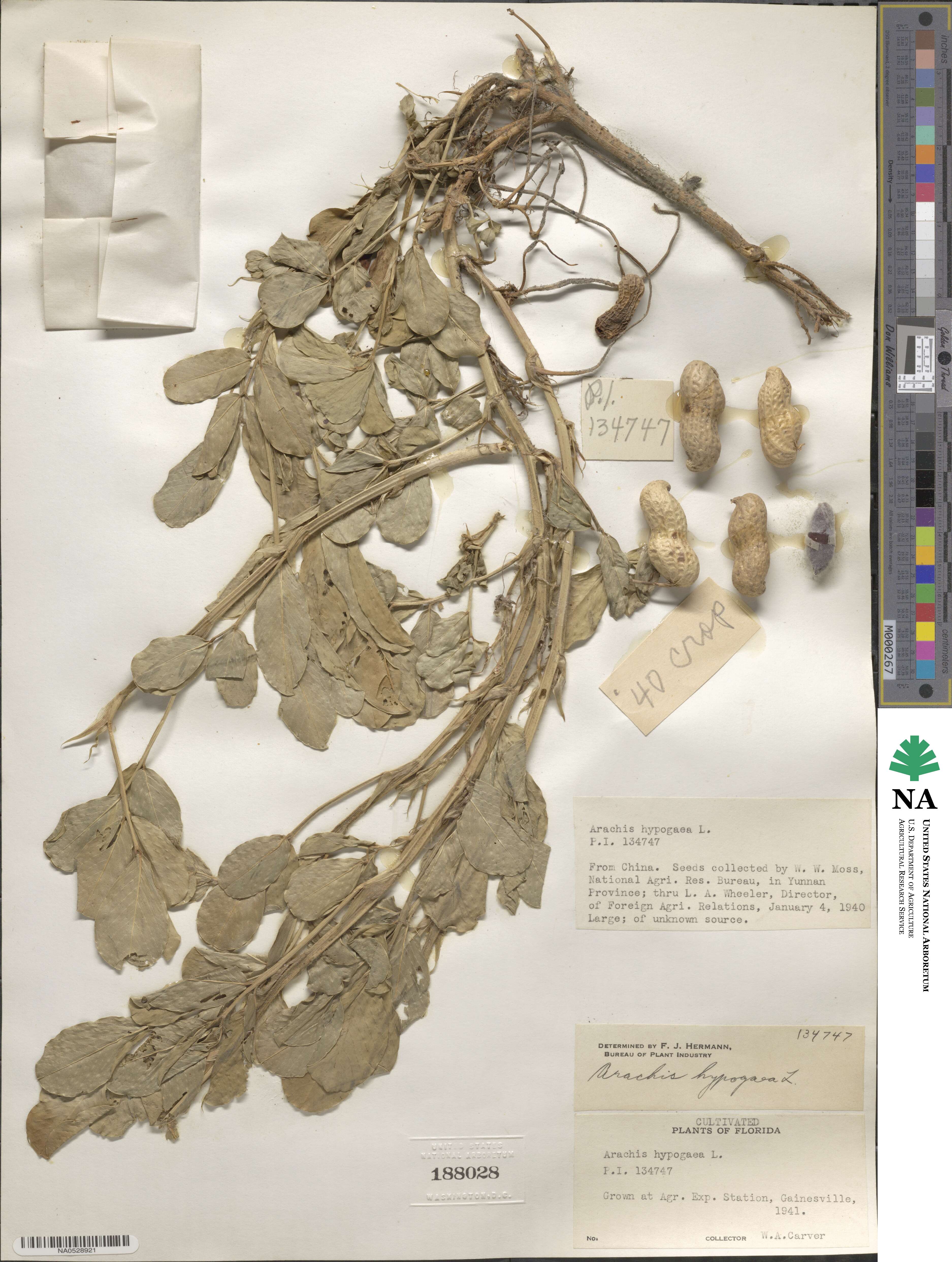 Arachis hypogaea image