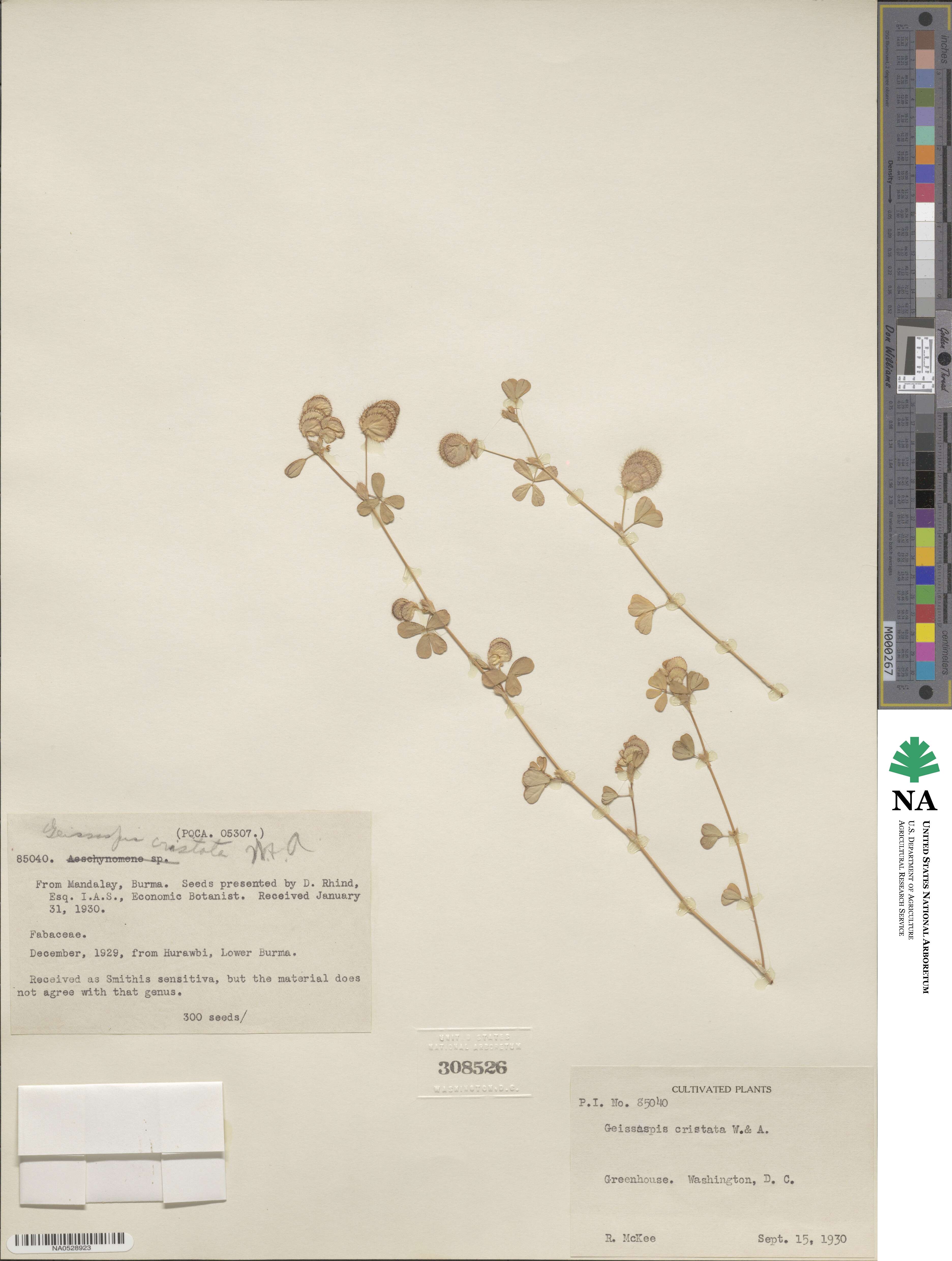 Geissaspis cristata image