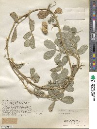 Arachis hypogaea image