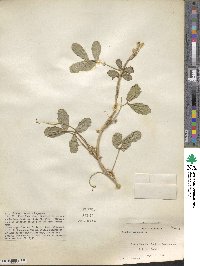 Arachis hypogaea image