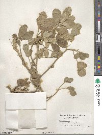 Arachis hypogaea image