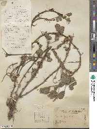 Arachis hypogaea image