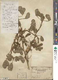 Arachis hypogaea image