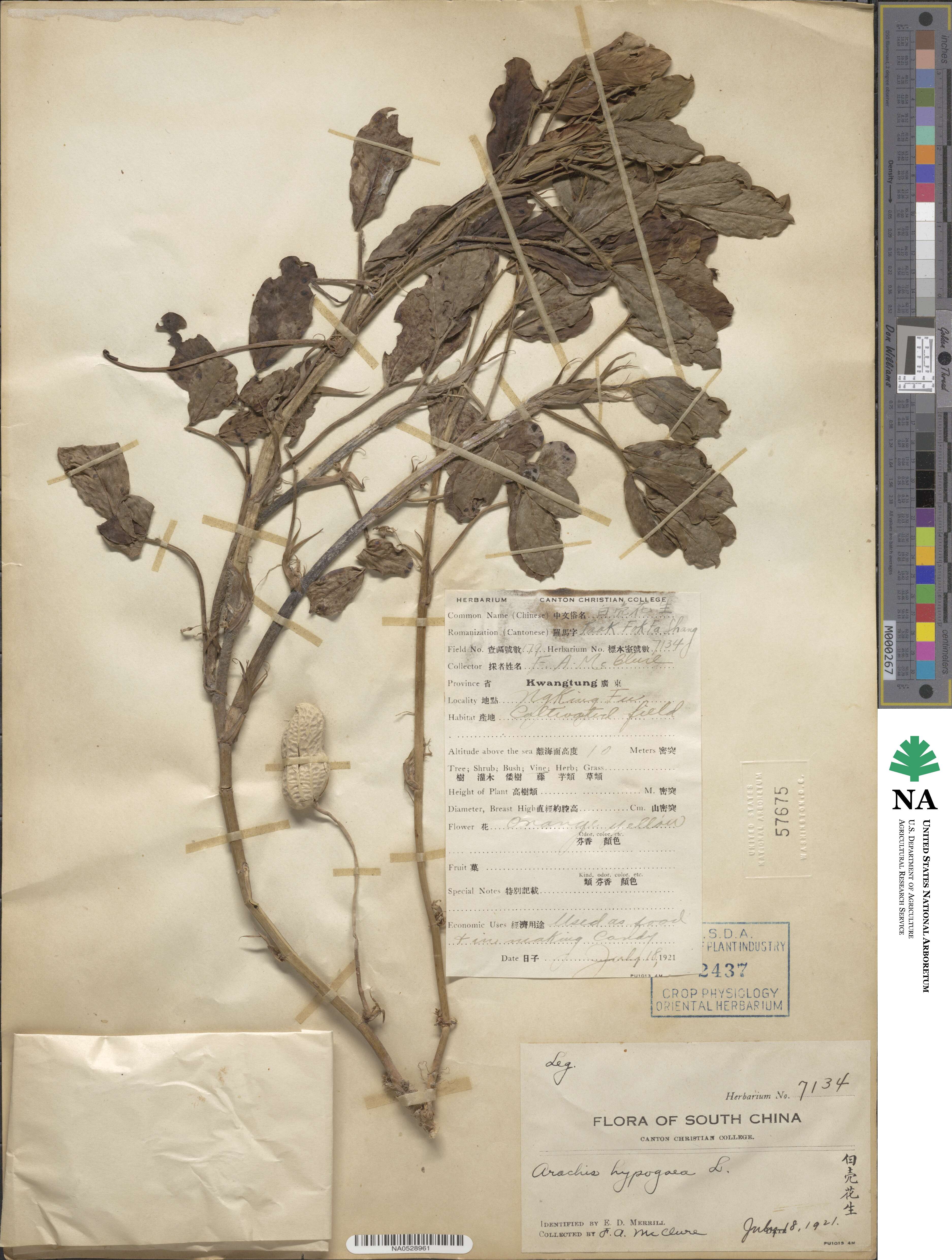 Arachis hypogaea image