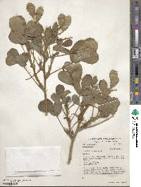 Arachis hypogaea image