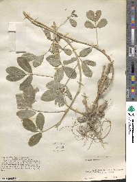 Arachis hypogaea image