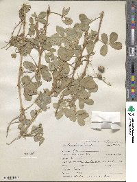 Arachis hypogaea image