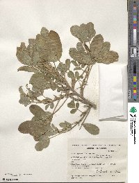 Arachis hypogaea image