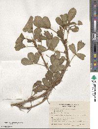 Arachis hypogaea image